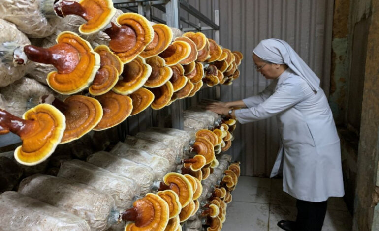 Vietnamese Sisters Grow Organic Mushrooms to Support Community and Fund Student Scholarships