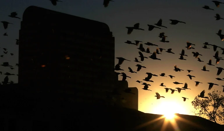 Catholic initiative launches to promote compassion for animals inspired by St Francis of Assisi