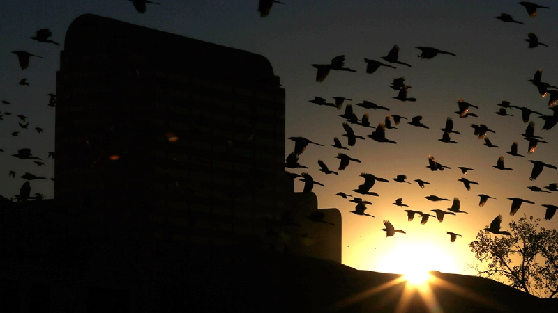 Catholic initiative launches to promote compassion for animals inspired by St Francis of Assisi